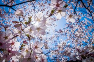 【春ドラマ】4月開始の気になる新ドラマ3選